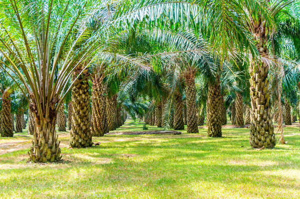 Le Gouvernement veut accroitre de 50% la productivité du palmier à huile d’ici à 2030