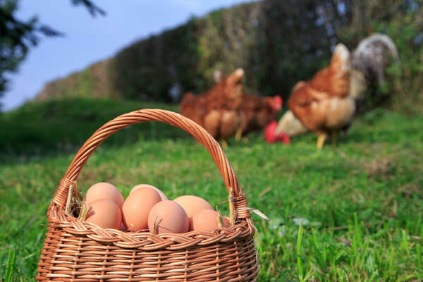 Réception de 38 000 poussins pontes au profit des aviculteurs pour développer la filière œufs de table